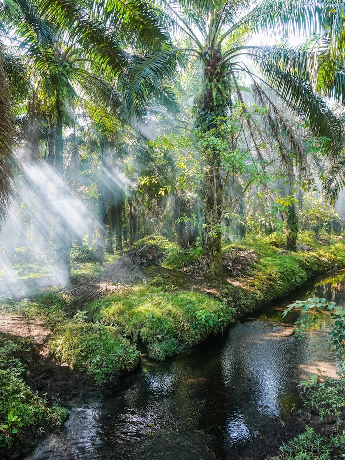 zipwp-image-11988751 Sunrays over a Palm Tree Plantation